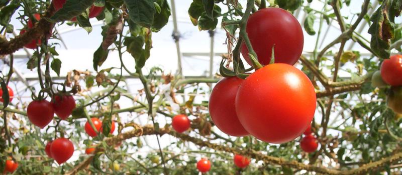Tomato