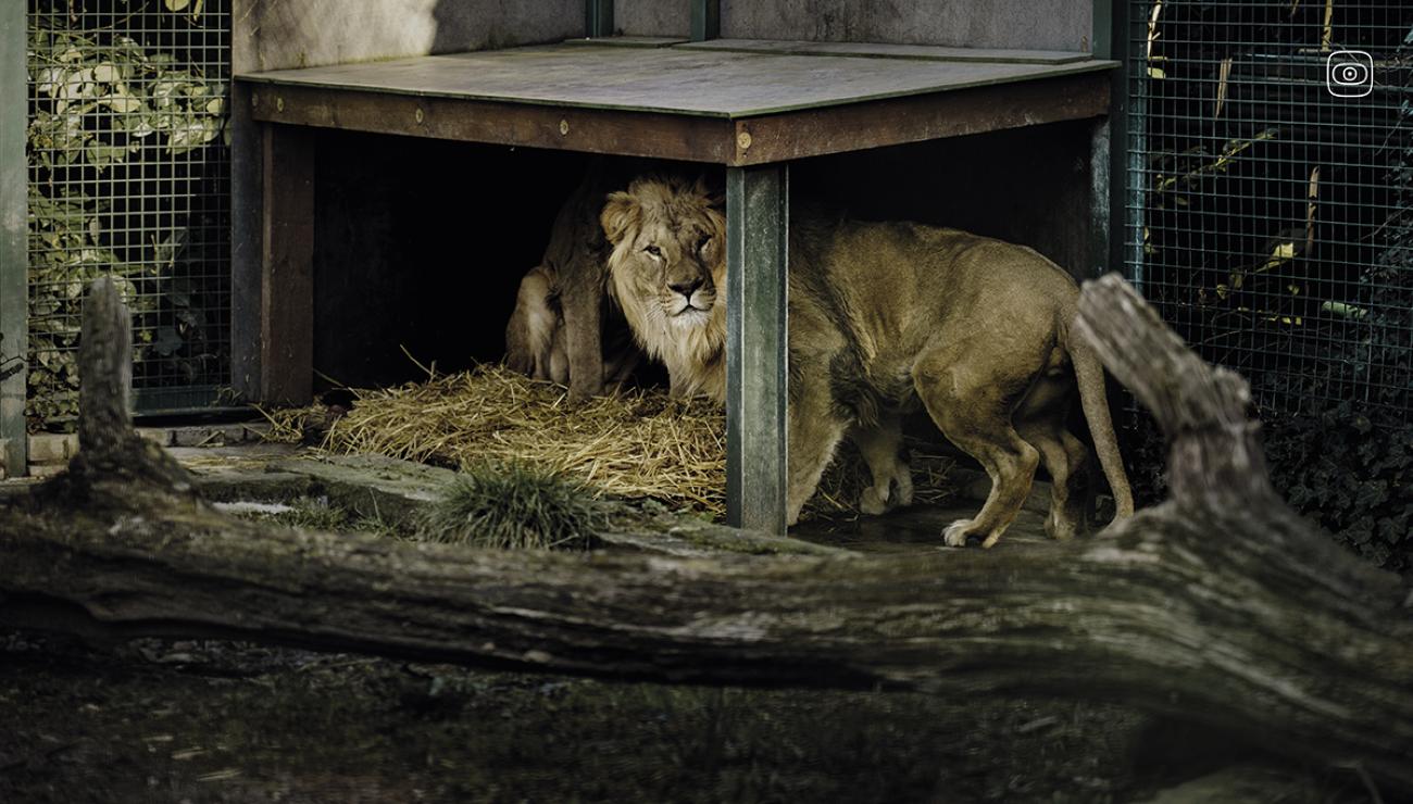 Ukranian lions Marek and Miron, saved from the conflict zone, found temporary refuge in the Natuurhulpcentrum in Belgium. 
