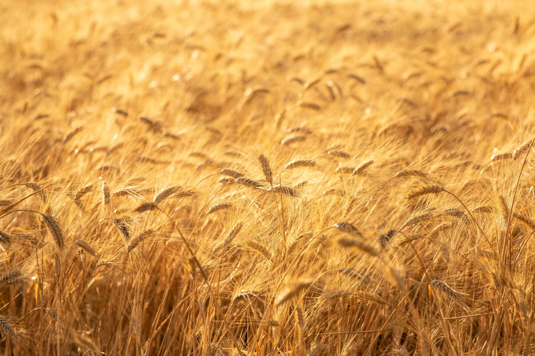 The Grainkeepers Journalismfund Europe