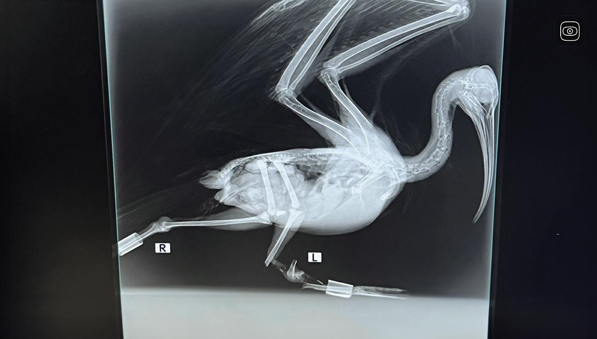 an xray of an ibis bird © Marta Abbà