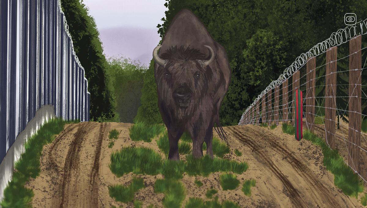 A drawing of a bison walking along a wired border fence