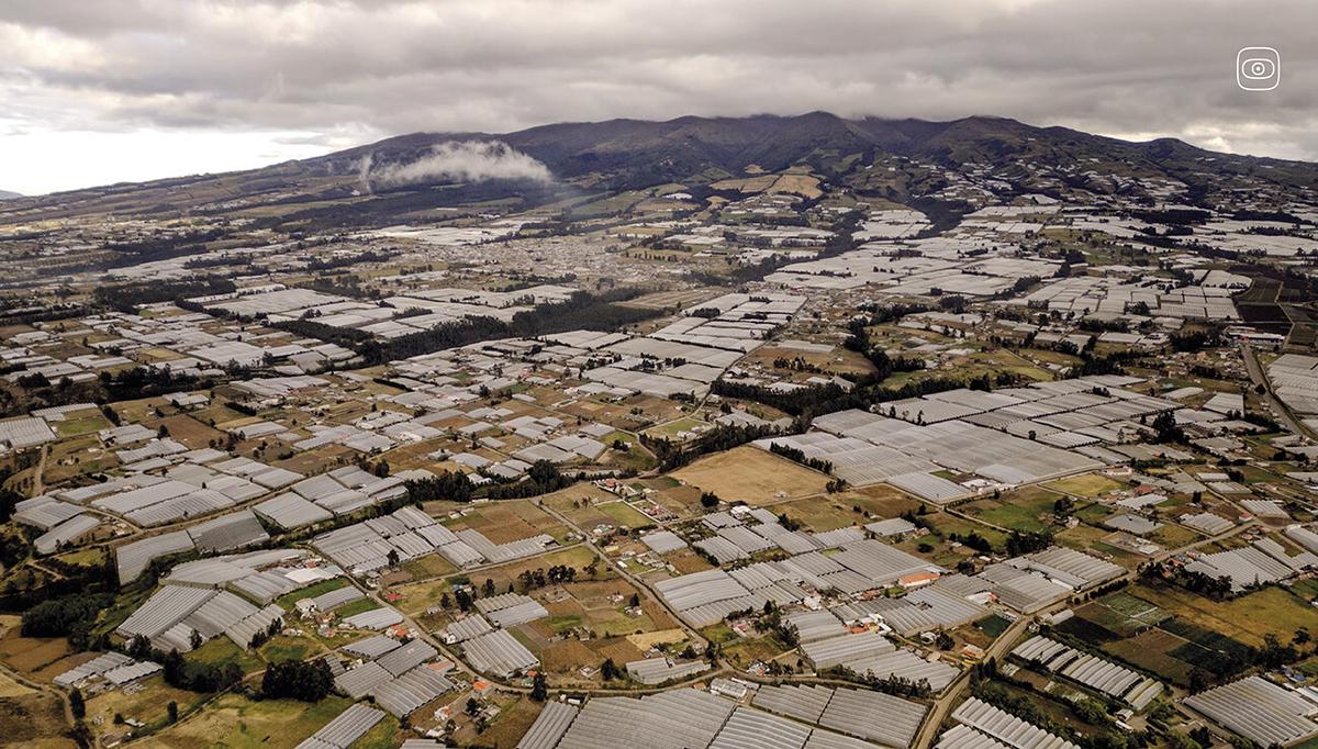 Encircled by greenhouses and hazardous chemicals, Cayambe stands as Ecuador’s booming center of cut-flower production.
