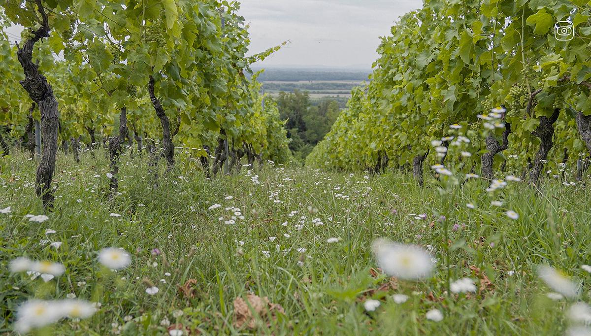 Flavescence dorée: Early Warnings, Late Action, Lost Vines