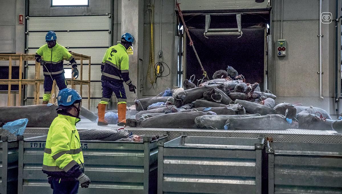 Relentless Fishing, Risky Science: Spain and Taiwan’s Blue Shark Trade
