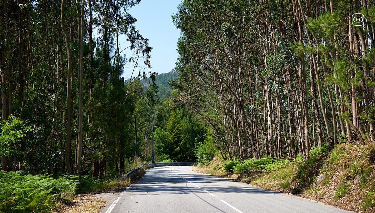 Eucalyptus and Forest Fires Across Galicia and Portugal