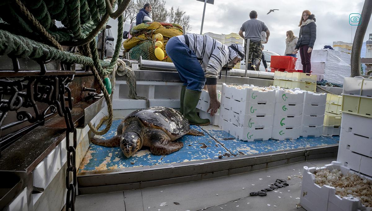 Silent Killings: Shady Adriatic's Cross-Border Bycatch