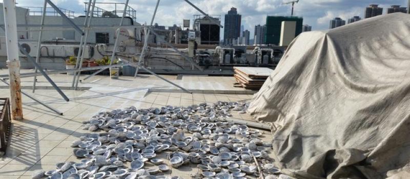 Where the Cape abalone ends up: shucked abalone shells on top of a non-descript building in New Territories, Hong Kong, where almost all abalone smuggled from Africa ends up as part of the fei qian chain before being smuggled into Mainland China. 