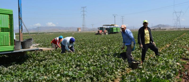 The Chlorpyrifos Case: Manufacturer to Stop Producing Pesticide Linked to Brain Damage (2019-2020)