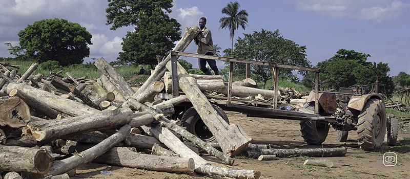 Timber thugs Ghana