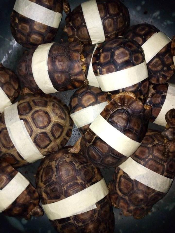 Finding live animals online is easy and at the Terraristika reptile fair, these communities meet to sell and buy endangered species like certain tortoises, turtles and snakes.