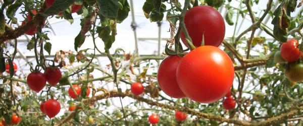 Tomato