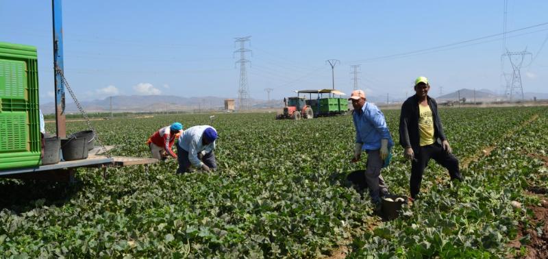 Farmers on the field