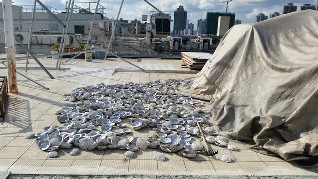 Where the Cape abalone ends up: shucked abalone shells on top of a non-descript building in New Territories, Hong Kong, where almost all abalone smuggled from Africa ends up as part of the fei qian chain before being smuggled into Mainland China. 