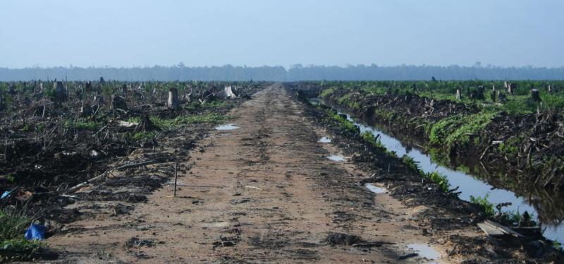 Oil palm concession in Riau Sumatra