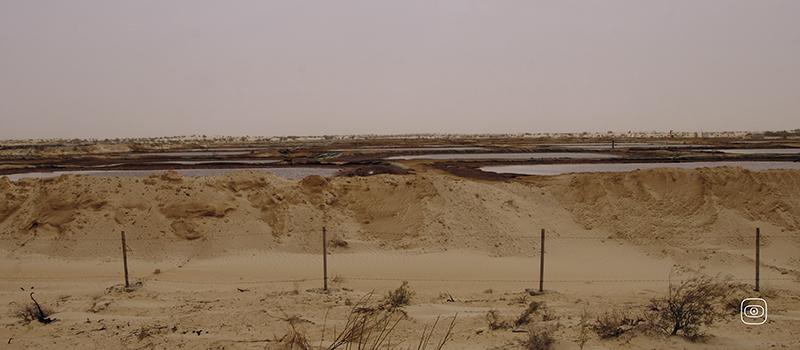 Tunisia Serinus impact