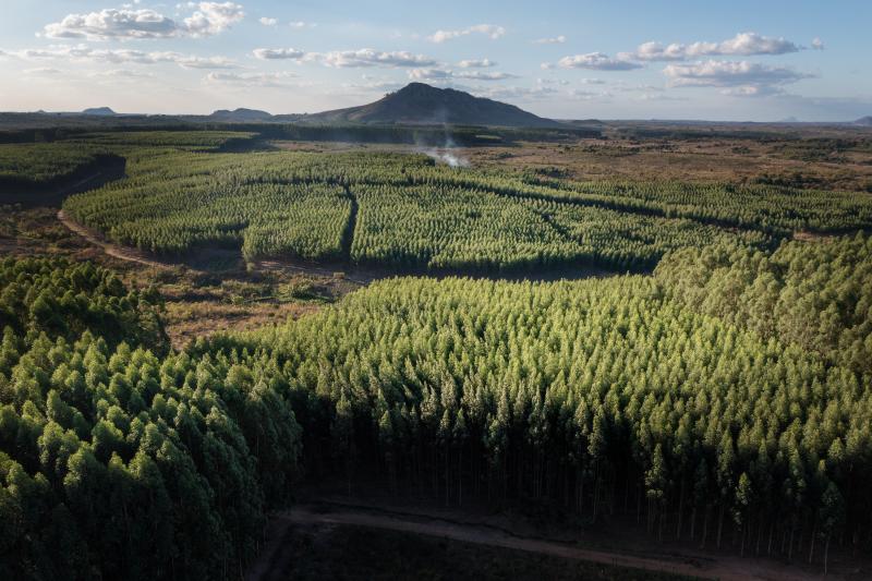 Eucalyptus in Gondola
