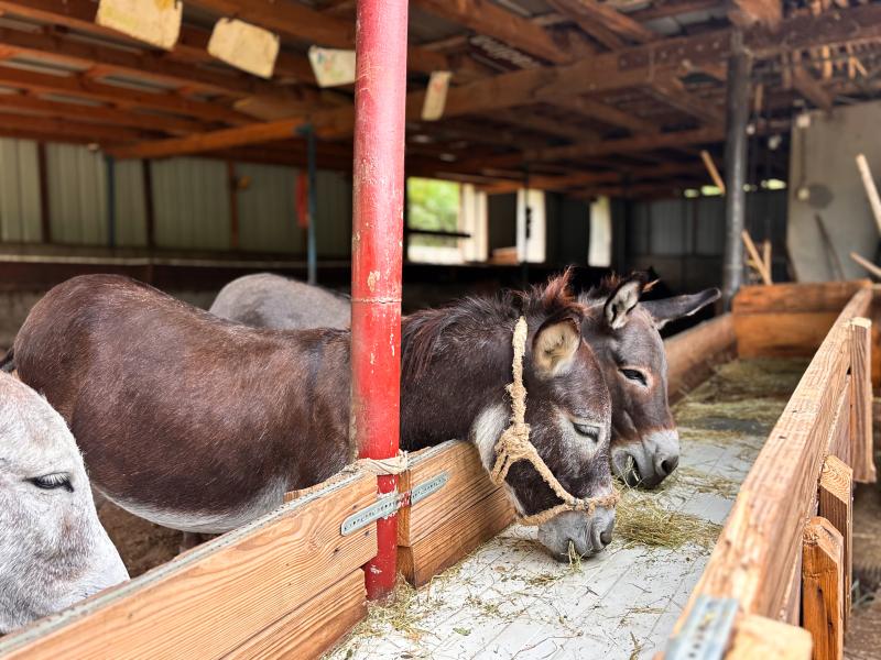 Selma Rastoder Skenderović