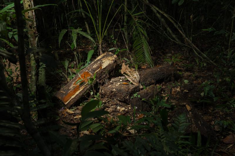 a piece of cut of brazilwood in the Amazon forest © Natália Alana 
