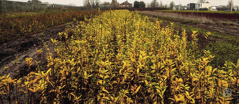 A view of trees tops