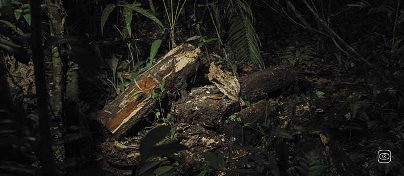 a piece of cut of brazilwood in the Amazon forest 