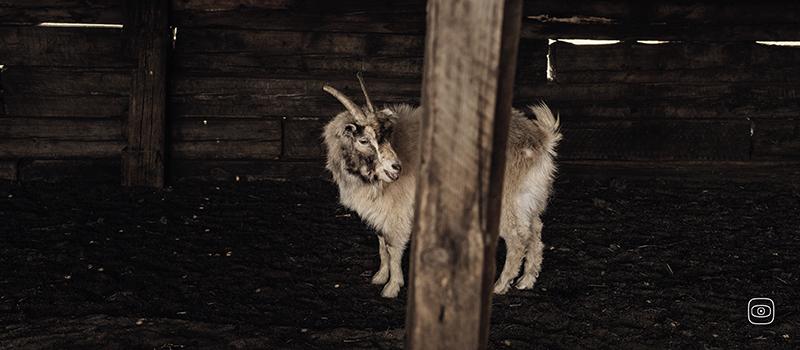 A goat about to be combed during the cashmere season.