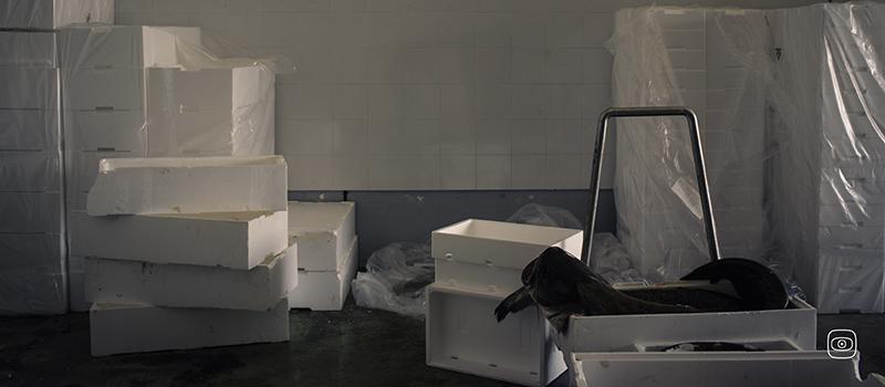 Portoviro, Italy. Wels catfish sold at the fish auction market in Porto Viro, the main commercial market for freshwater fish in the Po Delta region.