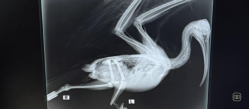 an xray of an ibis bird © Marta Abbà