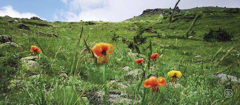 A field in Macedonia, some poppies in front, some hills and sky in the background