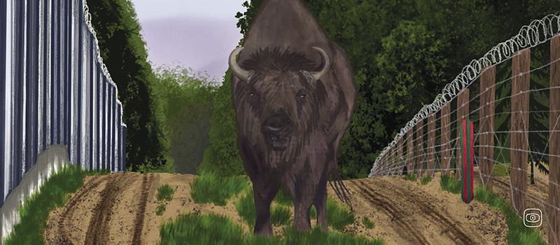 A drawing of a bison walking along a wired border fence