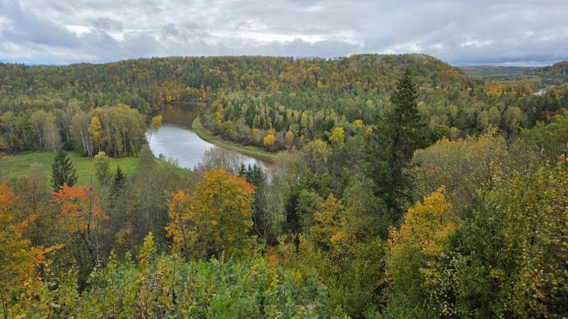 View from above on the autumn forest in Latvia, in mild green and yellow colours
