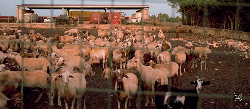 Sheep belonging to a livestock farmer working inside the Nardò Technical Center testing track.