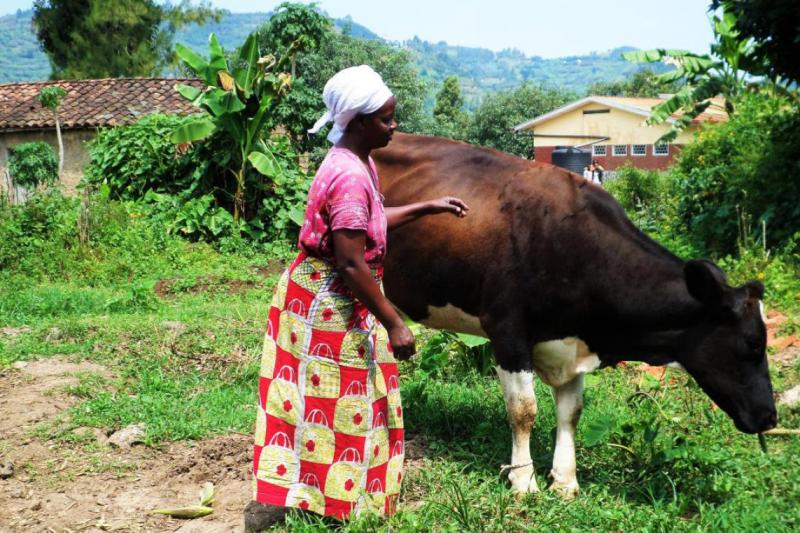 In 2013, Emérance received its first cow through the Girinka ‘one cow per poor family’ programme.