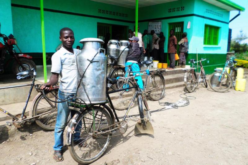 The standards for transporting milk are high in Rwanda. Milk must be transported in stainless steel containers, whereas plastic bottles are still permitted in the DRC.