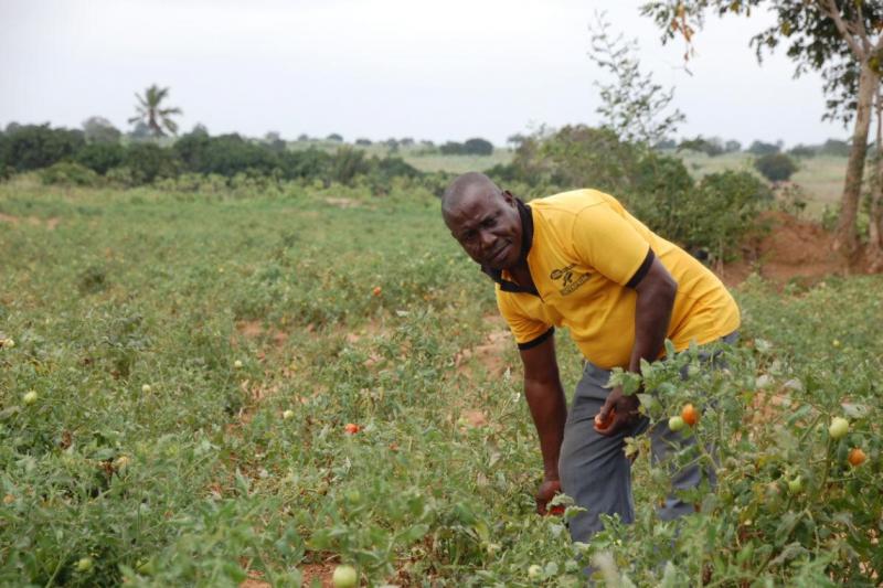 Tomato farmer in de Greater Accra Region, Ghana