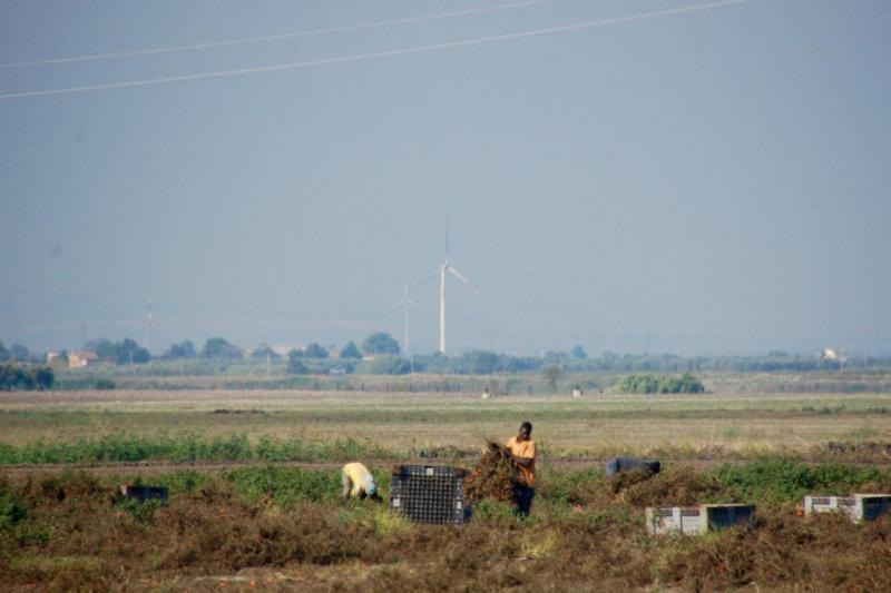 African migrant workers at work in Arpinova, Puglia.