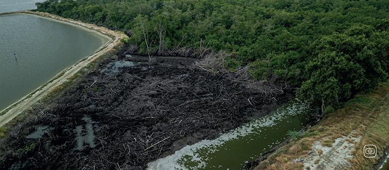 A shrimp farm discharging wastewater into a mangrove patch near Isla Costa Rica, a small island in the Jambelí Archipelago.