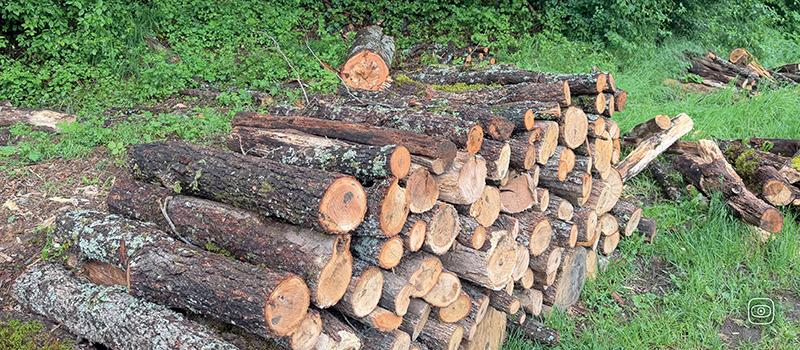 Firewood