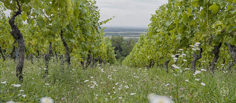 Flavescence dorée: Early Warnings, Late Action, Lost Vines