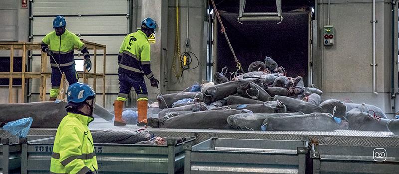 Relentless Fishing, Risky Science: Spain and Taiwan’s Blue Shark Trade 