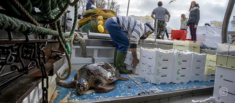 Silent Killings: Shady Adriatic's Cross-Border Bycatch