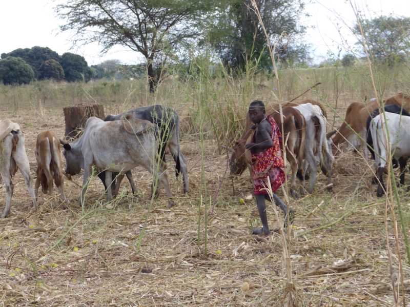 Young Maasai shepherd in Mabwegere