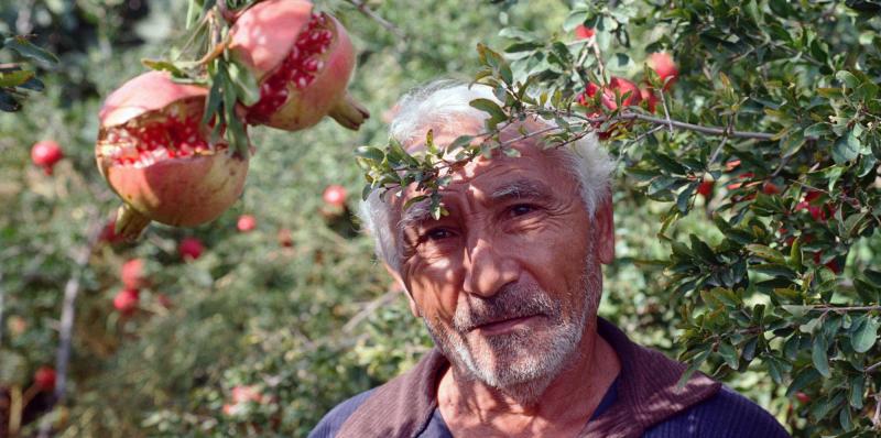 Farmer in Armenia