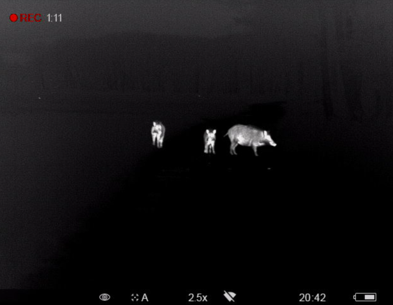 Jacht op everzwijnen