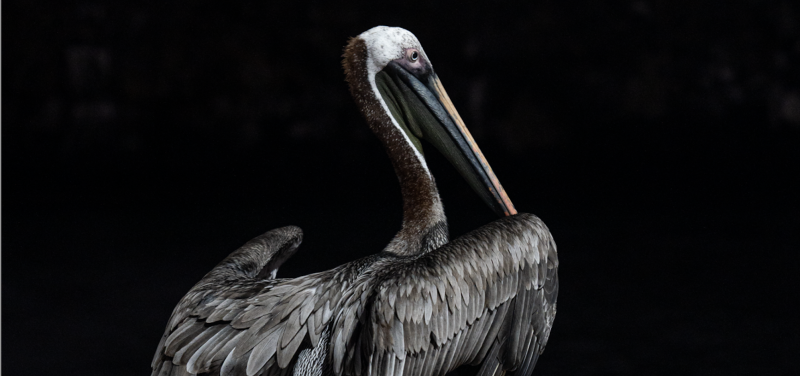 Galapagos