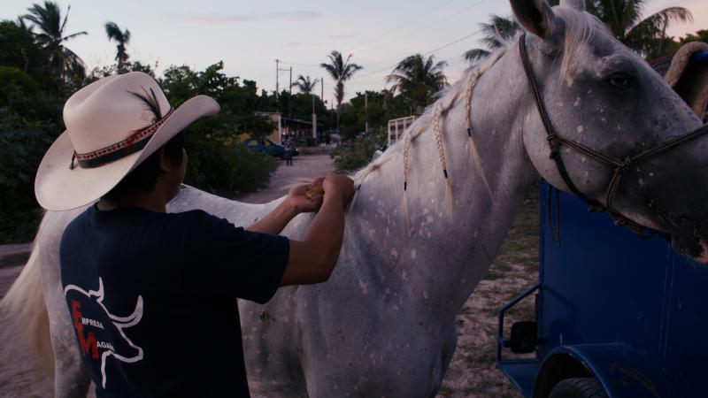Horse