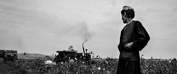 A farmer in his poppy field watches as the Afghan police destroy his crops