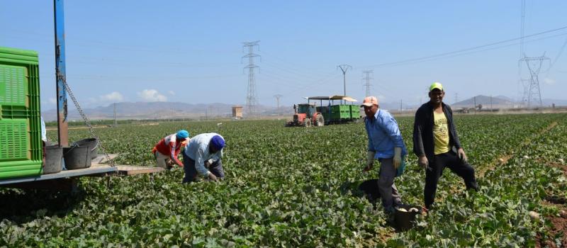 Farmers on the field