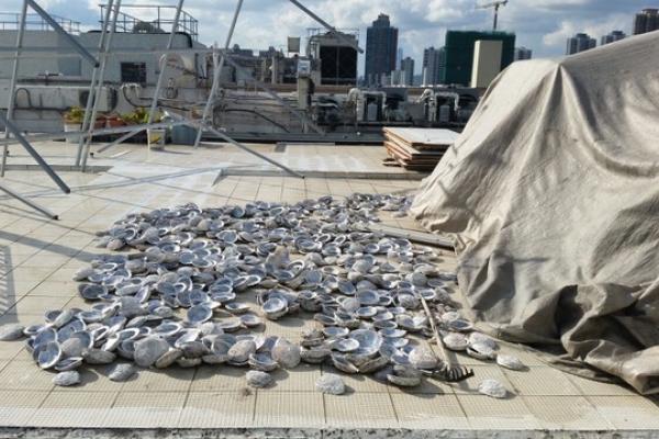 Where the Cape abalone ends up: shucked abalone shells on top of a non-descript building in New Territories, Hong Kong, where almost all abalone smuggled from Africa ends up as part of the fei qian chain before being smuggled into Mainland China. 