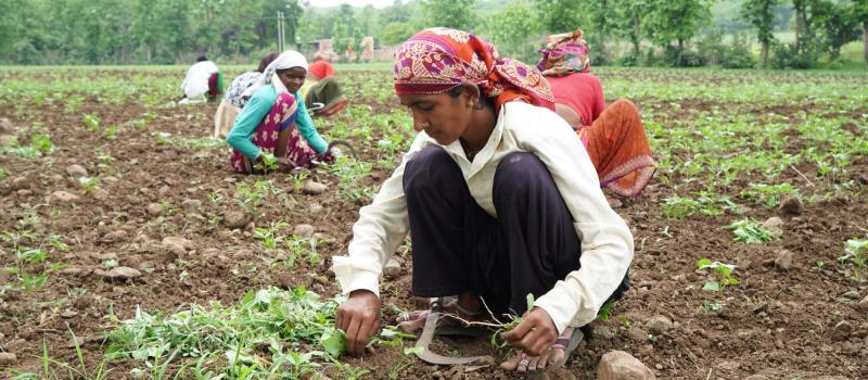 Women working on the field