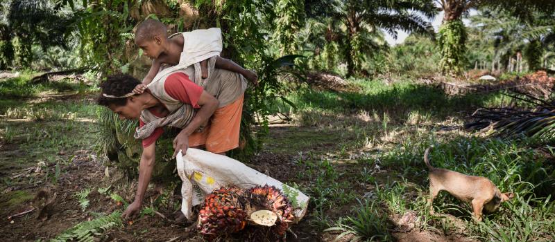 The Curse of Oil Palm